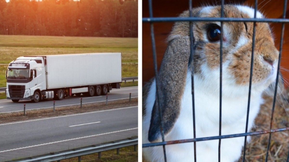 Un camion transportant 4 000 lapins vers l'abattoir finit dans un fossé, les animaux s'enfuient dans la nature
