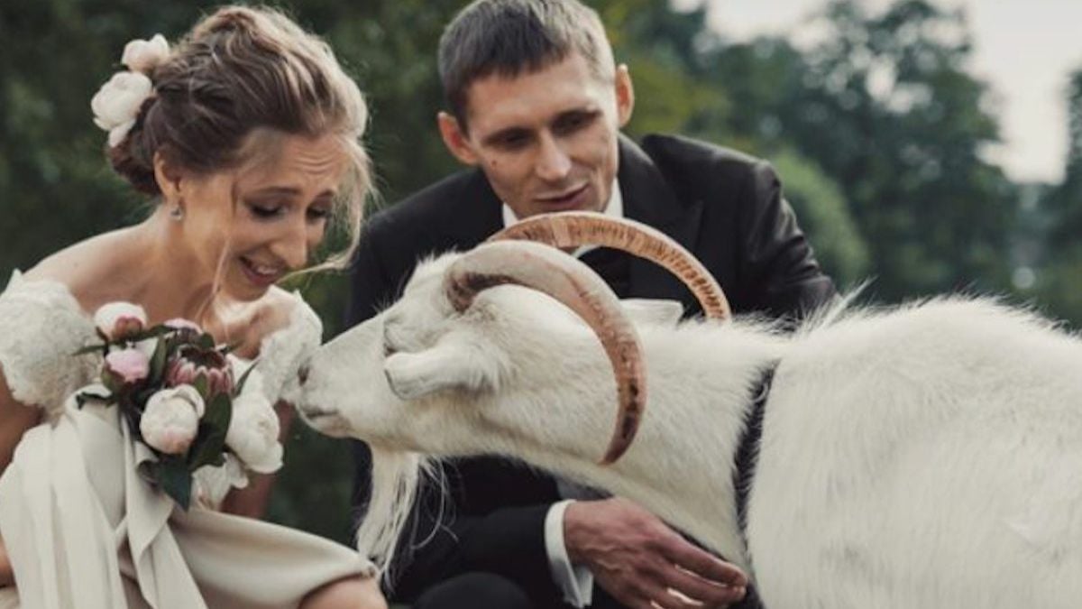 Un couple marié qui caresse une chèvre 