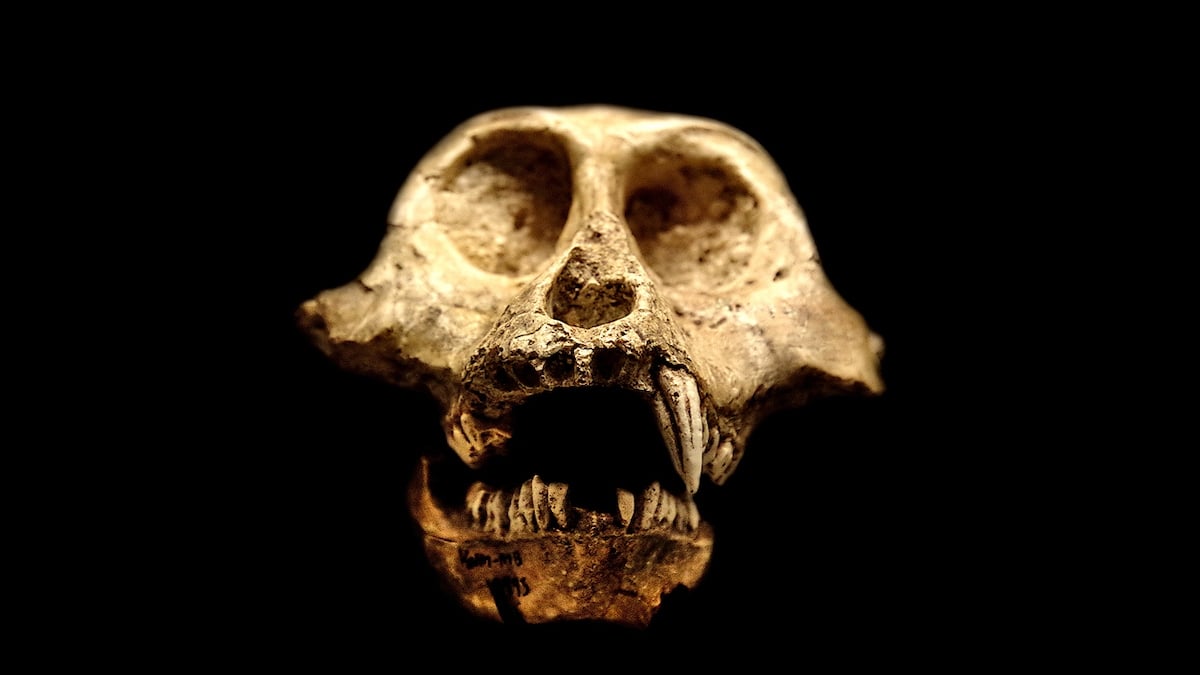 La question de nos lointaines origines relancée après la découverte d'un crâne de primate en Turquie	