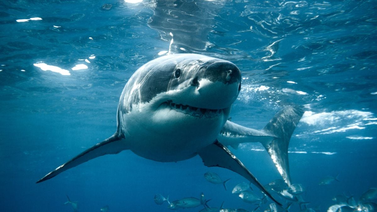 Un grand requin blanc nageant à la surface en Australie 