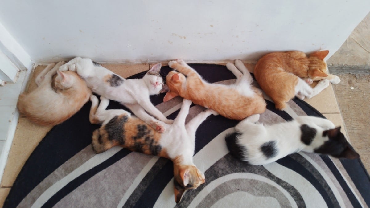 Ils vivaient avec plus de 150 chats dans leur appartement, un couple condamné à une lourde peine dénonce une « injustice »