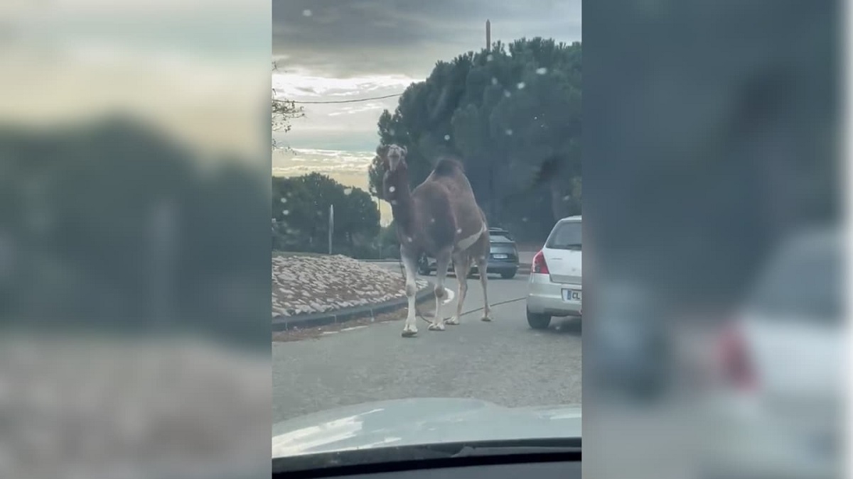 Un dromadaire s'échappe d'un cirque et perturbe la circulation d'un rond-point à Marseille