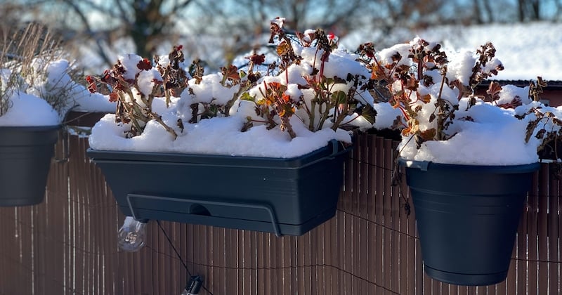 Voici comment protéger ses plantes du balcon cet hiver face au froid et au gel de l'hiver