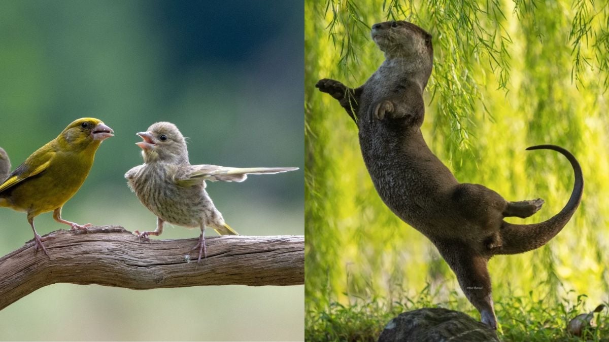 Voici les photos d'animaux les plus drôles de 2023 et elles sont hilarantes