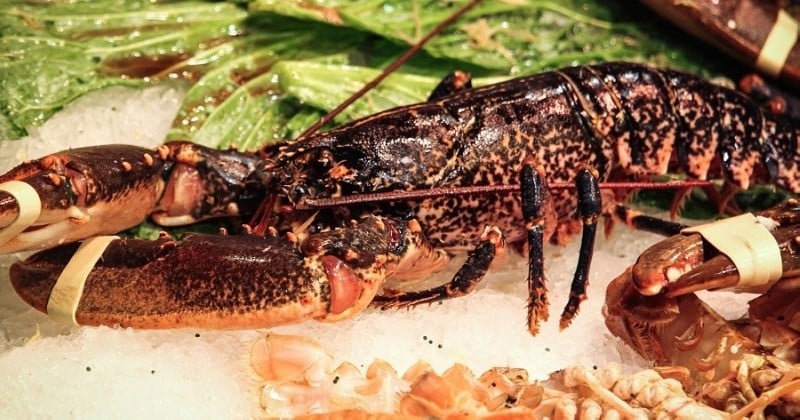 Souffrances animales : un restaurant expose ses homards au cannabis avant de les ébouillanter