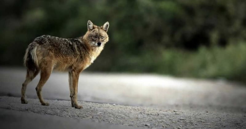 Un chacal doré a été aperçu en France, une espèce très rare