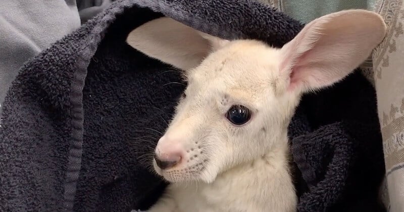 Un kangourou blanc très rare est né dans un zoo de New York