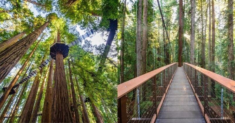 Une passerelle, perchée à 30m du sol, propose d’admirer de près les fameux séquoias géants de Californie