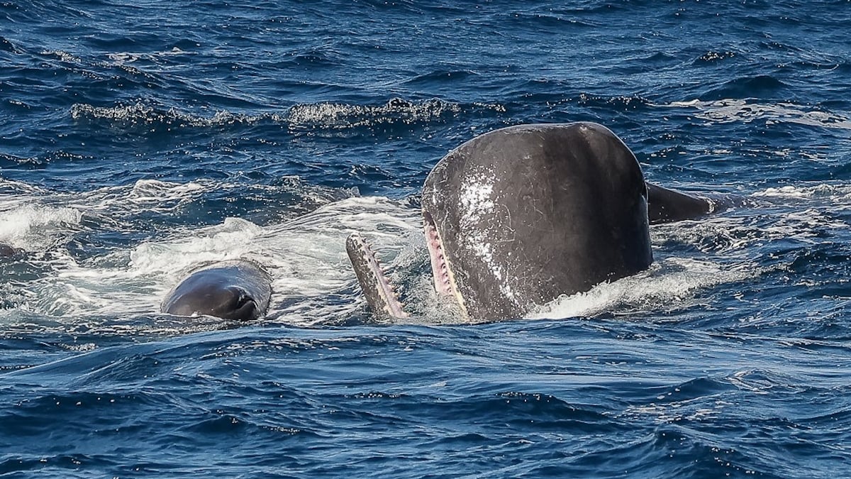 Phénomène rare : des orques attaquent des cachalots et sont repoussées par...  un nuage de diarrhée