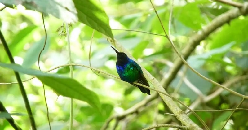 PHOTO : cet oiseau rare que l'on pensait disparu depuis 10 ans, a été aperçu en Colombie