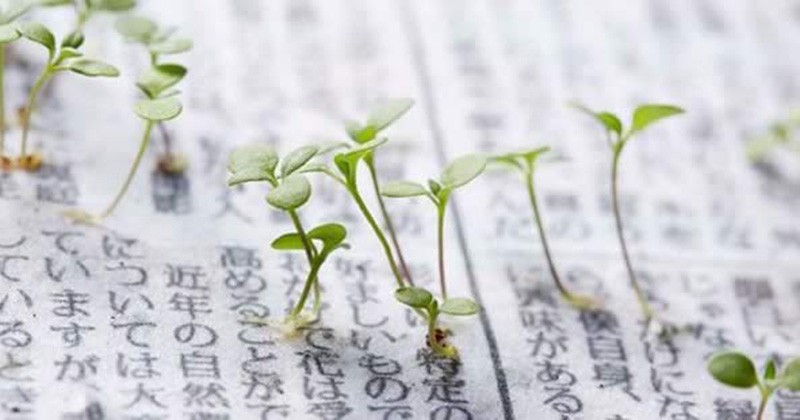 Écologie : ce journal Japonais fleurit quand on le plante dans un pot !