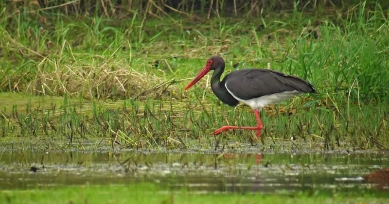 Bourgogne : des cigognes noires, très rares et en danger d'extinction, ont été vues dans un parc en Côte-d'Or