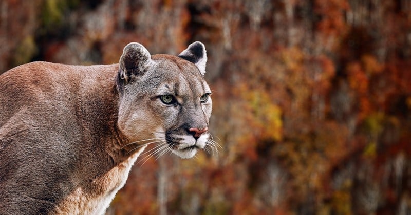 Menacée par un cougar, une canadienne le fait fuir en mettant un morceau de Metallica