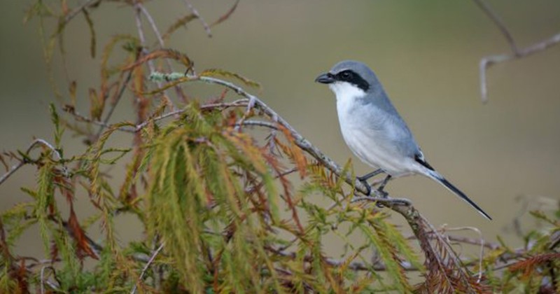 Ces oiseaux débarrassent votre jardin des insectes nuisibles