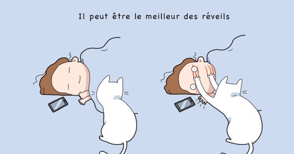 10 leçons de vie que vous avez dû apprendre, si vous possédez un chat ! Juste énorme !