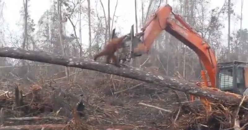 À Bornéo, un orang-outan se bat désespérément contre un bulldozer pour l'empêcher de raser sa forêt 
