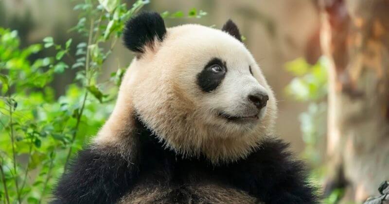Le panda géant n'est plus considéré comme une espèce en danger par la Chine