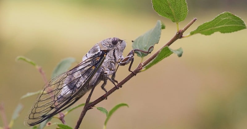 En Dordogne, un désinsectiseur a été appelé pour supprimer des cigales trop bruyantes