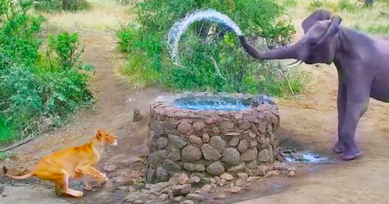 Cette vidéo improbable montrant la rencontre entre une lionne et un éléphant autour d'un puits amuse les internautes