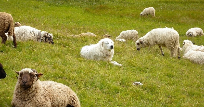Un chien de berger tué par un loup en pleine nuit alors qu'il veillait sur un troupeau de moutons
