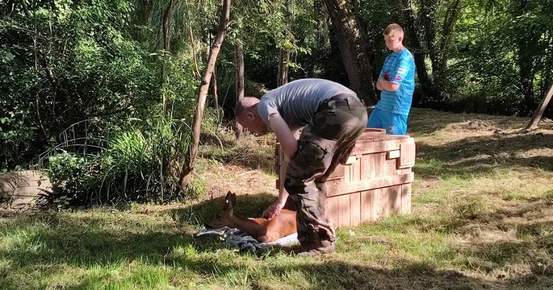 Recueillie après avoir été percutée par une voiture, une chevrette a été relâchée dans un bois de 14 hectares où la chasse est interdite