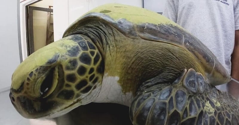 Pendant un mois, cette tortue malade, recueillie par une fondation, a déféqué des dizaines de déchets plastiques