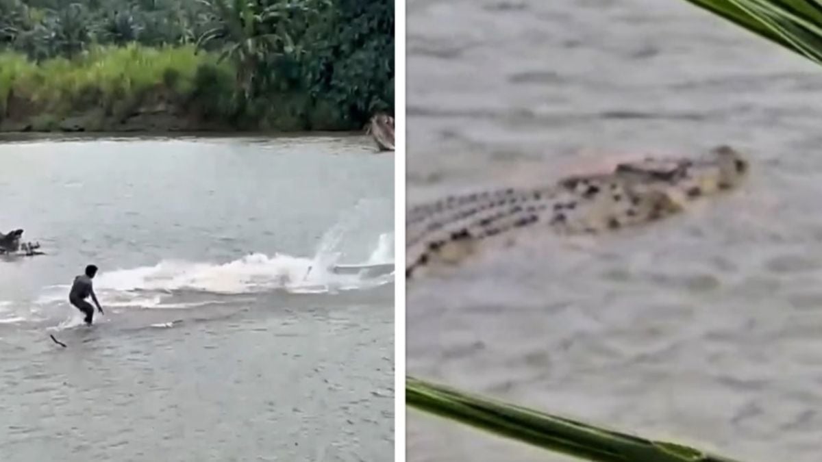Un crocodile dévore un vieil homme vivant sous les yeux des villageois horrifiés, alors qu'ils tentent de le sauver