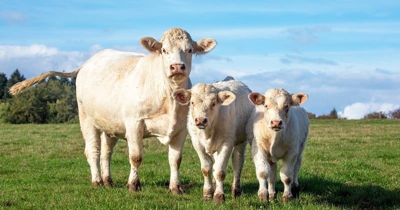 Selon une étude, les trois-quarts des Français sont favorables à la mise en place d'un référendum pour le bien-être animal