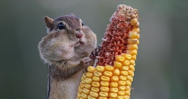 25 images très amusantes d'animaux, issues d'un concours de photographie mondialement reconnu, qui vont donneront le sourire !