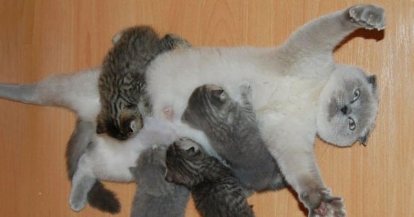 Voici 20 photos de chatons adorables avec leurs mamans ! C'est l'instant tendresse de la journée !