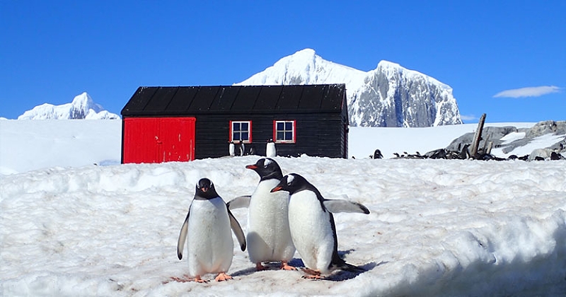 Job de rêve : partez en Antarctique pendant 5 mois pour compter les manchots 