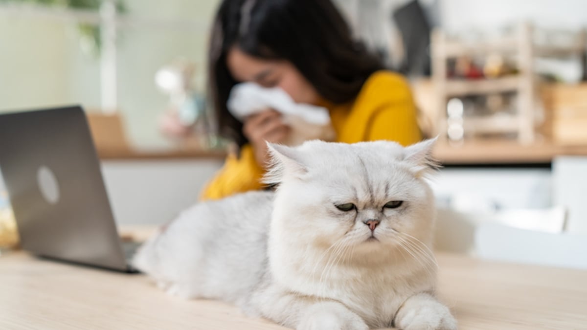 Votre chat se soucie-t-il de vous ? Voici ce que dit la science !