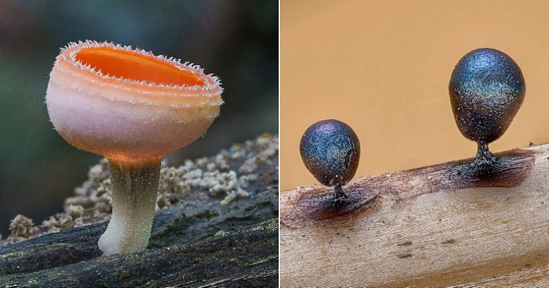 Grâce aux clichés en gros plan de cette photographe, découvrez les champignons sous un nouvel angle