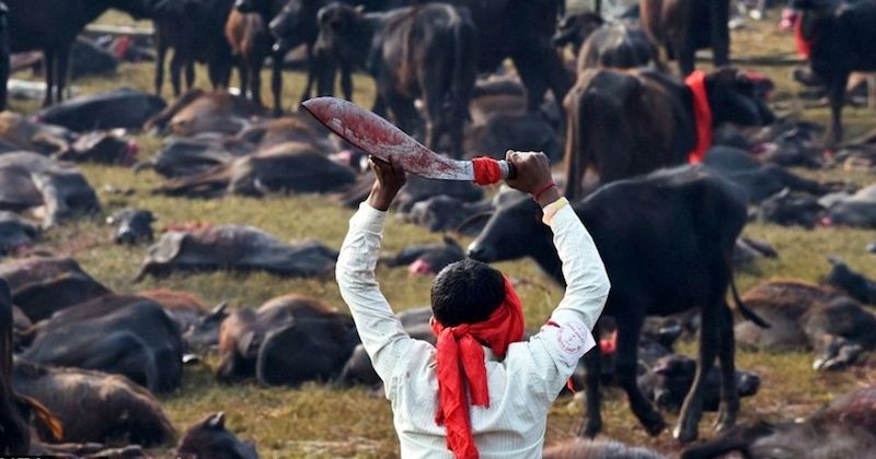 Népal : la plus grande cérémonie de sacrifice d'animaux au monde commence avec le massacre de 3500 buffles