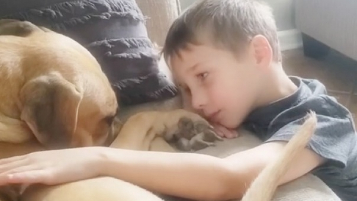 À 7 ans, il économise de l'argent pour adopter un chien maltraité et lui offrir une nouvelle vie