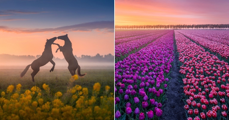 Un photographe réalise des clichés magnifiques de la beauté du printemps dans la campagne néerlandaise