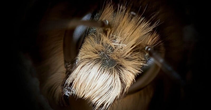Photographie : découvrez les abeilles au plus près grâce à un macro zoom dans ces photos sublimes