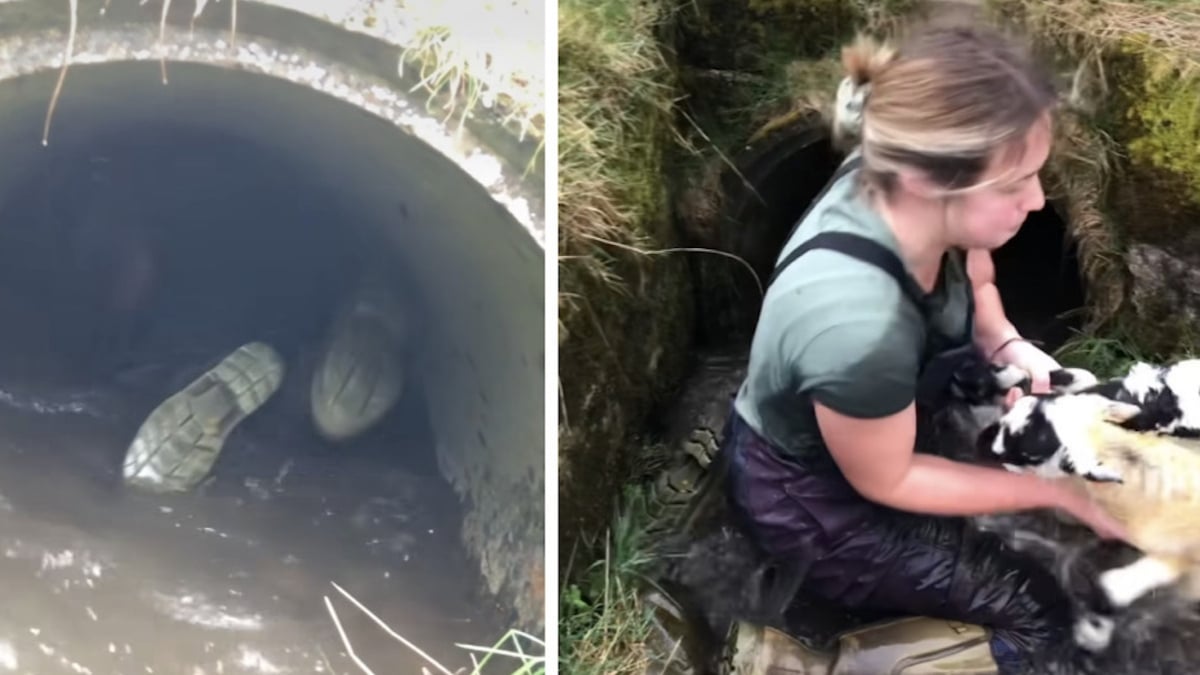Écosse : une agricultrice courageuse rampe dans un long tunnel pour sauver ses agneaux de la noyade 