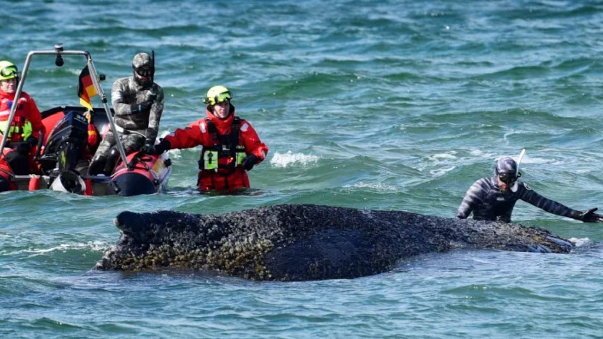 Photo du sauvetage de la baleine à bosse 