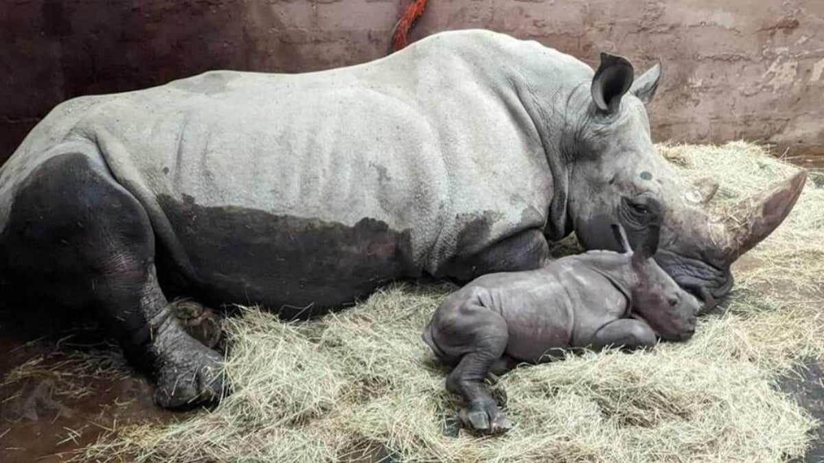 Un bébé rhinocéros blanc est né au zoo de Cerza et sa bouille fait déjà craquer les visiteurs 