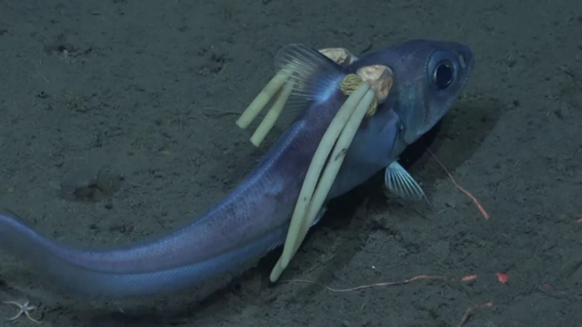 Les parasites sur le poisson