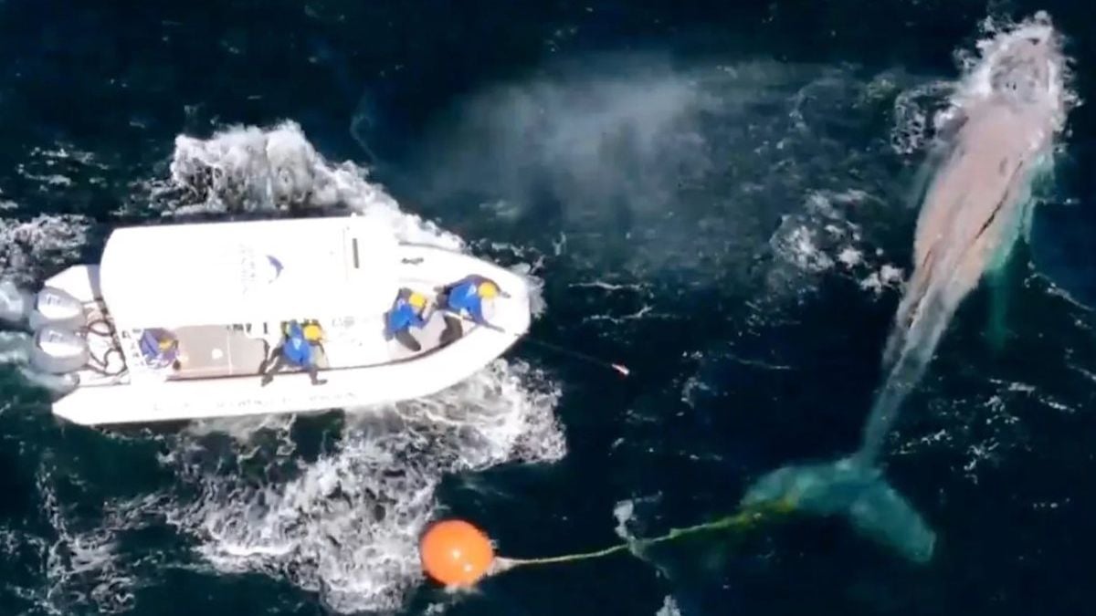 Ils affrontent des vents violents pour sauver une baleine à bosse emprisonnée dans un filet de pêche 