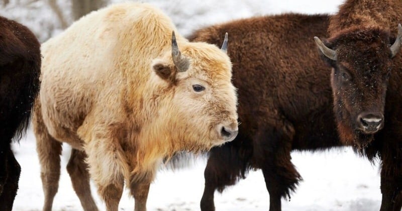 Un bison blanc très rare est né dans un parc naturel américain