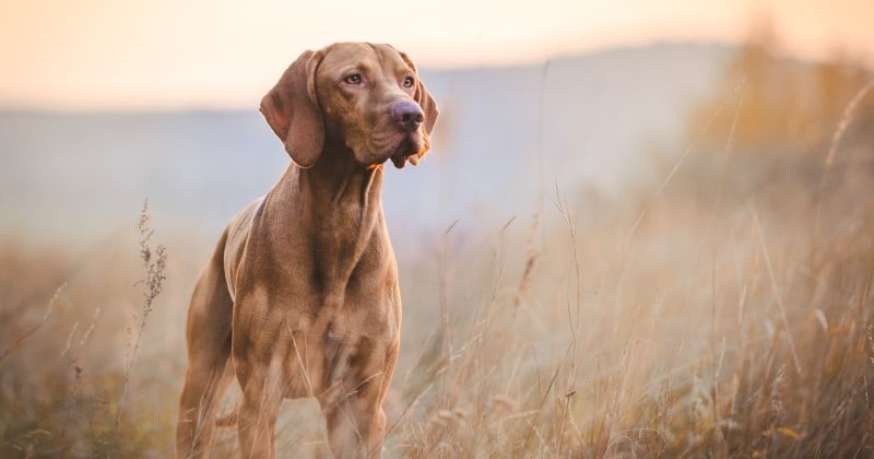 Chiens, chats, rongeurs : un appel à l'adoption est lancé pour sauver 350 animaux de laboratoire de l'euthanasie