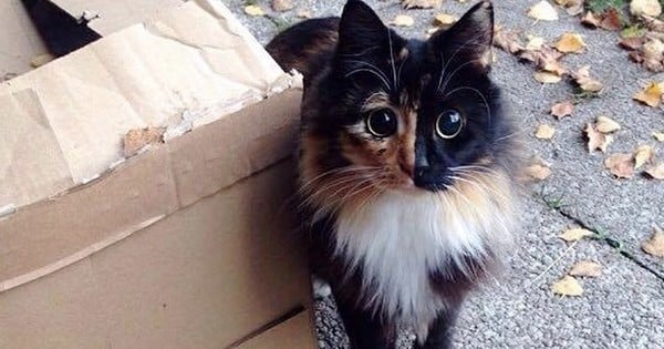 Ce chat aveugle, trouvé dans la rue, a des yeux tellement magnifiques que vous allez craquer