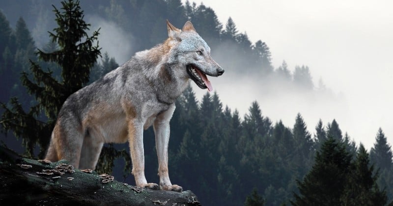 Suite à un vote historique, les loups gris vont être réintroduits au Colorado d'ici fin 2023
