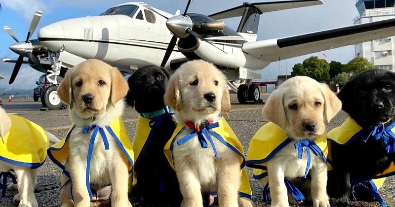 Trois pilotes volontaires traversent les États-Unis pour apporter des chiens d'assistance aux personnes handicapées