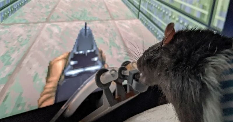 Quand des rats jouent à... Doom 2 sur un ordinateur