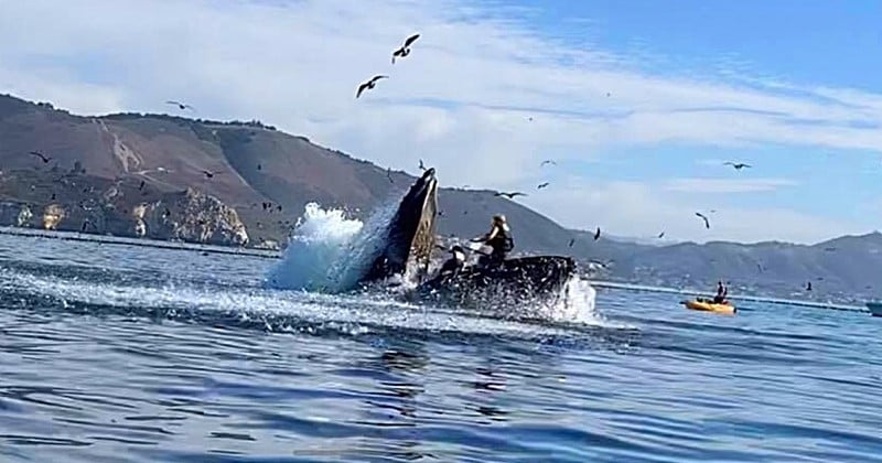 En Californie, deux kayakistes finissent par accident dans la gueule d'une énorme baleine
