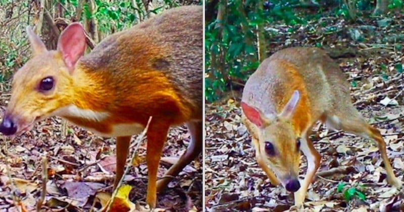 Vietnam : réapparition de la « souris-cerf », un animal que l'on croyait disparu depuis 30 ans